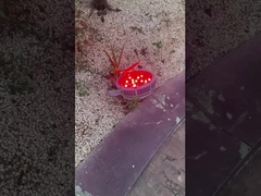 وای، چه لامپ های قشنگی تو پارک تفریحی!